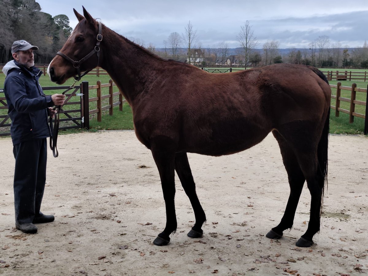 Francisco E. Bernal tweet media