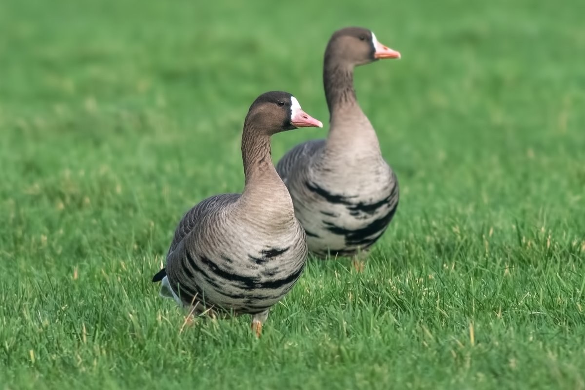 WhitleyBirder's tweet photo. Reflecting on a remarkable day of winter birding around the county yesterday, starting with the unprecedented flock of 29 Common Cranes at Denwick, followed by an unsuccessful wild eagle chase at Druridge Bay. Made up for though by 50+ WF Geese, RN Grebe, Smew, SEO etc. https://t.co/BJZs74Nvgl