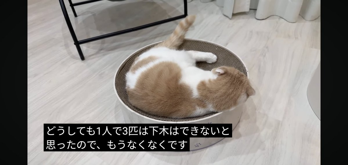 フォウ (@EMs5B5rXk3nxWbS) / Posts / X