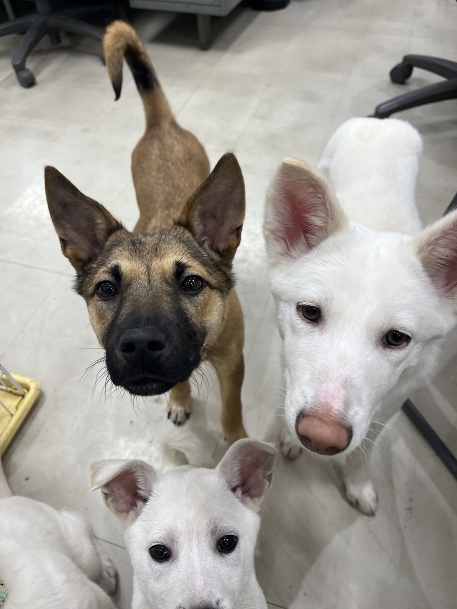 【動物の飼い方講習会及び譲渡会を開催します】
日時：令和8年2月14日（土）13時から講習開始（受付：12：30～13：00）
場所：和歌山市動物愛護管理センター
（和歌山市松江東3－2－63）
TEL：073-488-2032
※講習受講を希望される方は、13時までにお越しください。予約は不要です。