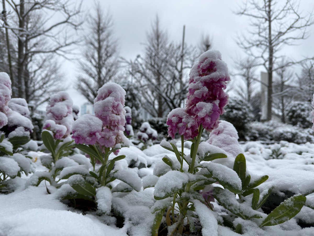 雪だったけど原宿まで行ってよかった