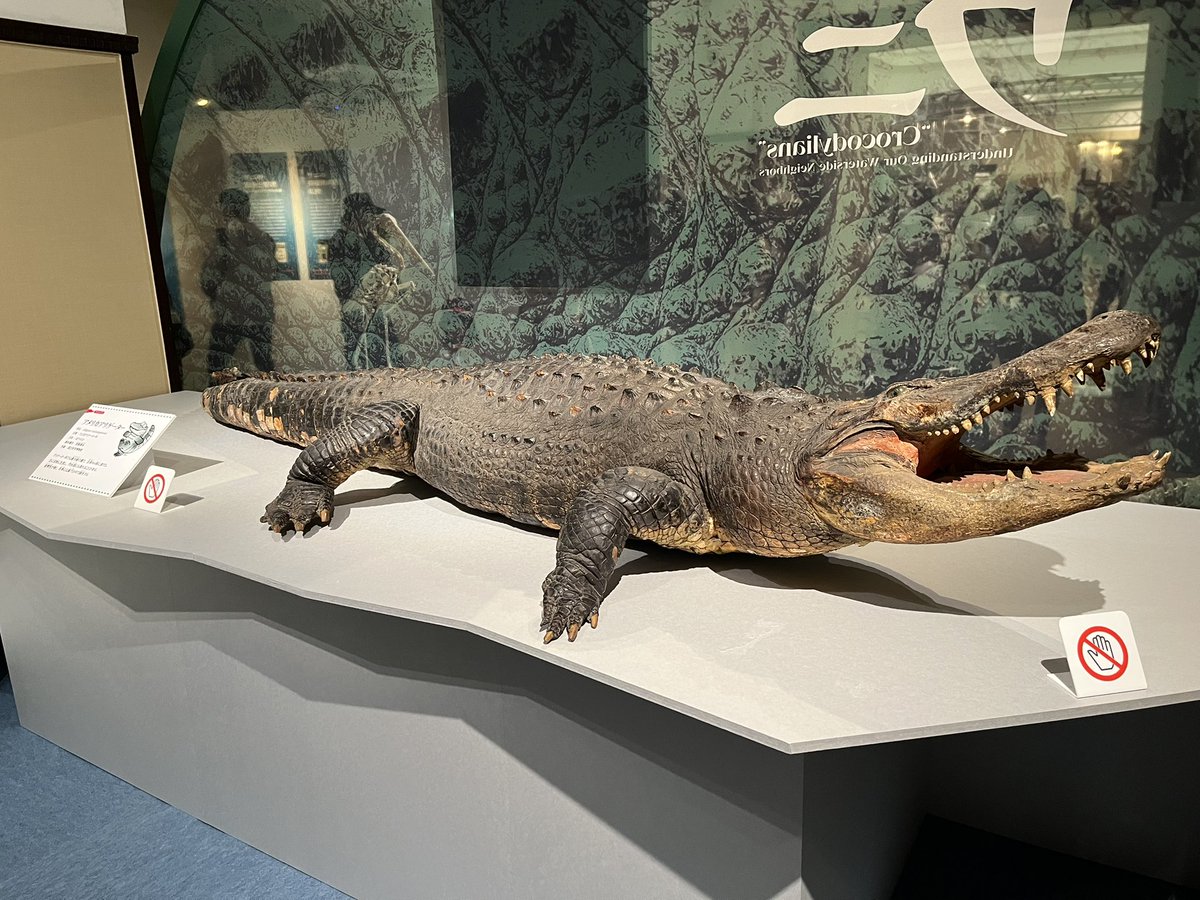 アメリカアリゲーターの剥製がそれなりに年季が入ってて歴史を感じられ