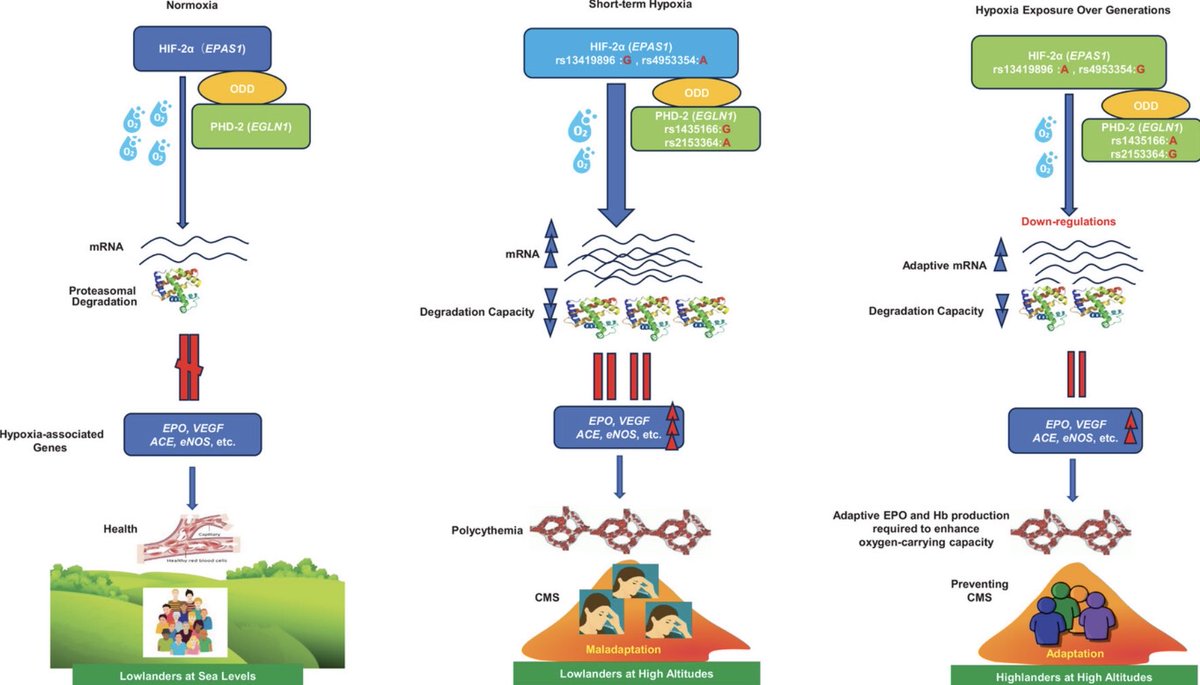 Editor, Annals of Human Genetics tweet media