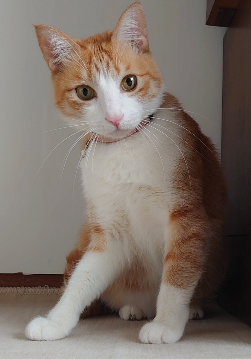 おはようございます😺☺️☕🍀✨