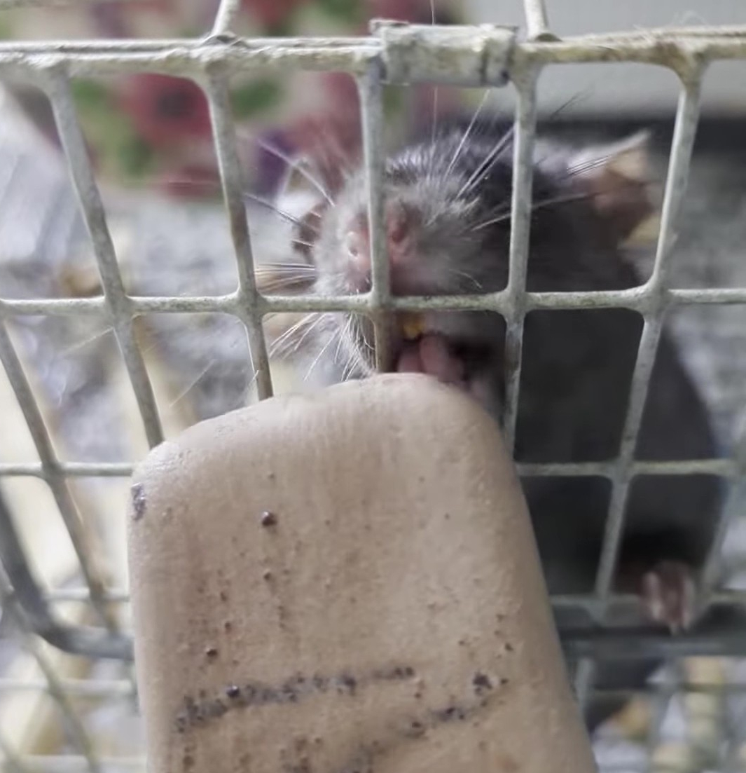 brian starr 🐀🥰 tweet media