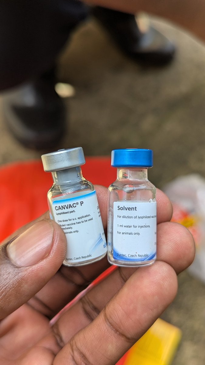 GlobalVetUg's tweet photo. Protecting your puppies and bitches against Parvovirosisi with #Canvac® P administered at 6weeks, 8weeks, 6 months then annually (if the bitch is vaccinated mid pregnancy) #GlobalVetUg https://t.co/dta745FrHE