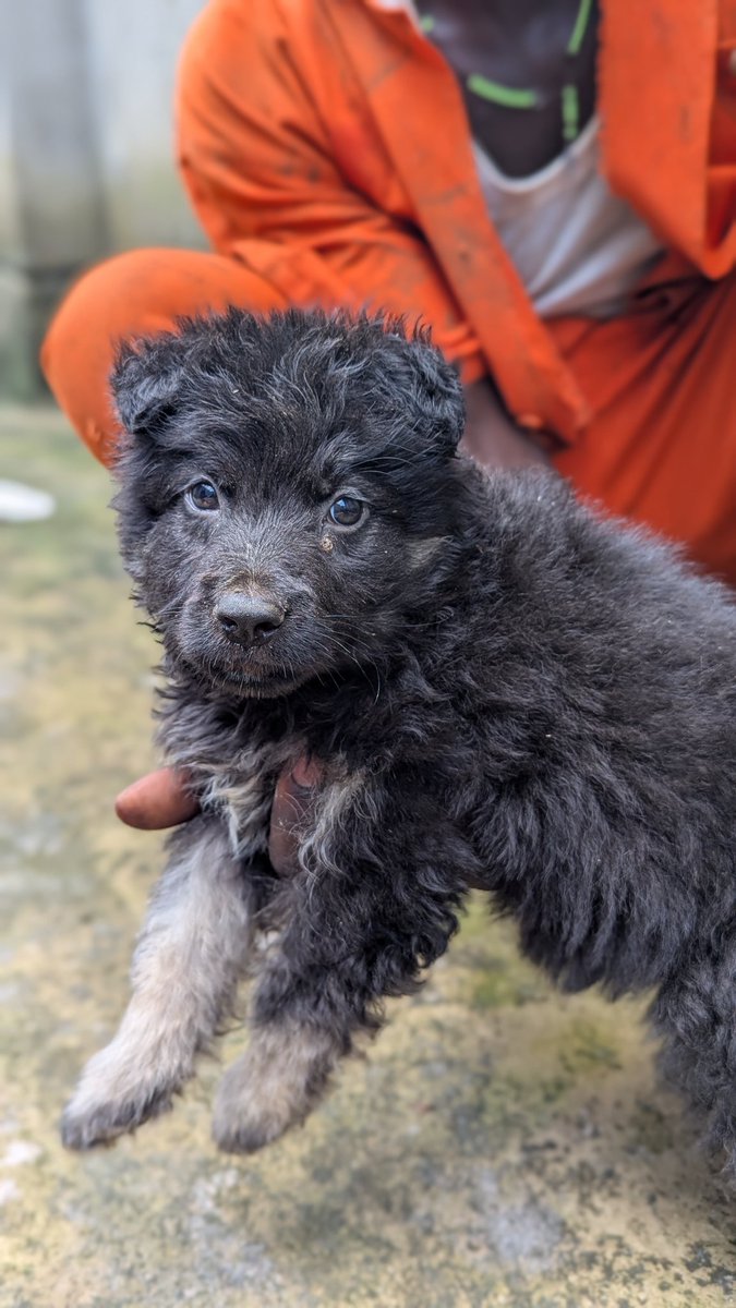 GlobalVetUg's tweet photo. Protecting your puppies and bitches against Parvovirosisi with #Canvac® P administered at 6weeks, 8weeks, 6 months then annually (if the bitch is vaccinated mid pregnancy) #GlobalVetUg https://t.co/dta745FrHE
