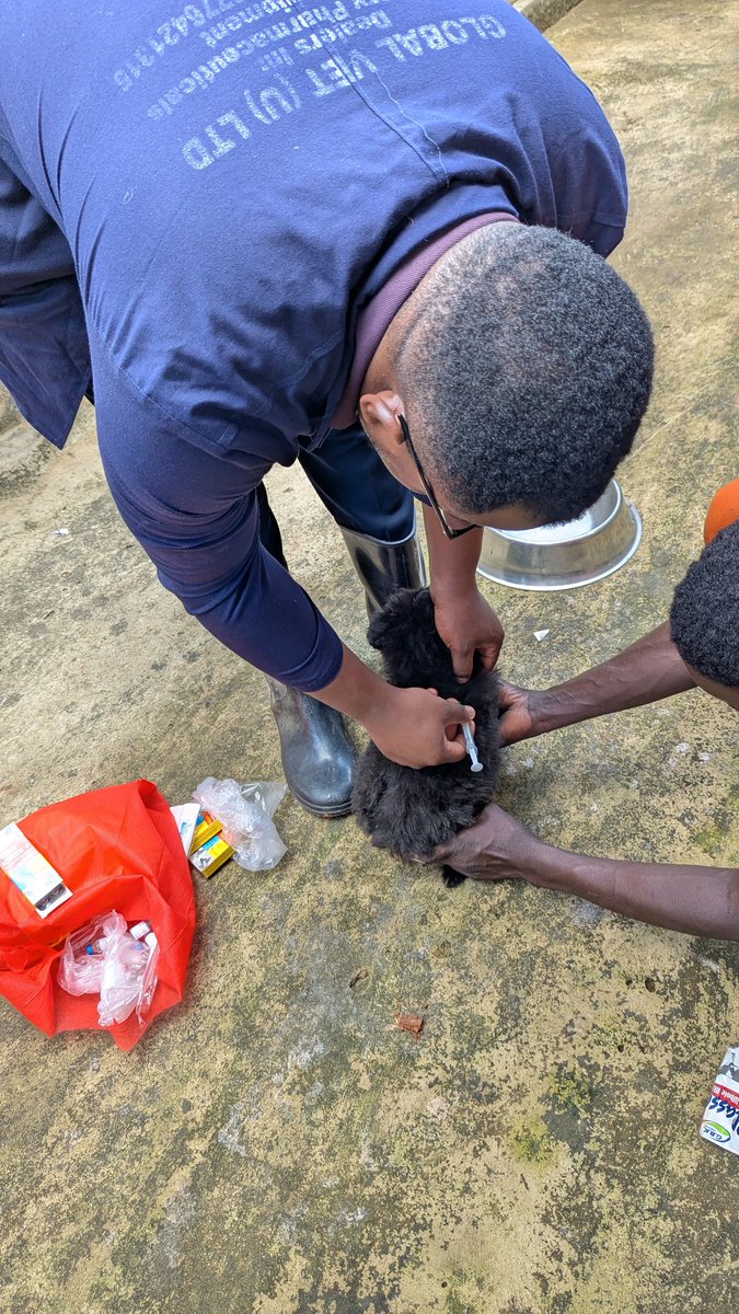 GlobalVetUg's tweet photo. Protecting your puppies and bitches against Parvovirosisi with #Canvac® P administered at 6weeks, 8weeks, 6 months then annually (if the bitch is vaccinated mid pregnancy) #GlobalVetUg https://t.co/dta745FrHE