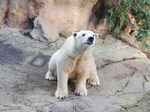 【安らかに】横浜・ズーラシアのホッキョクグマ「ゴーゴ」天国へ
news.livedoor.com/article/detail…

外の動物園に輸送するため麻酔を投与したが、約1時間後に呼吸と心臓が停止した。ズーラシアは今後、病理検査で詳しい死因を調べる。ゴーゴに持病はなく、投与前には採血で健康状態を確認していたという。