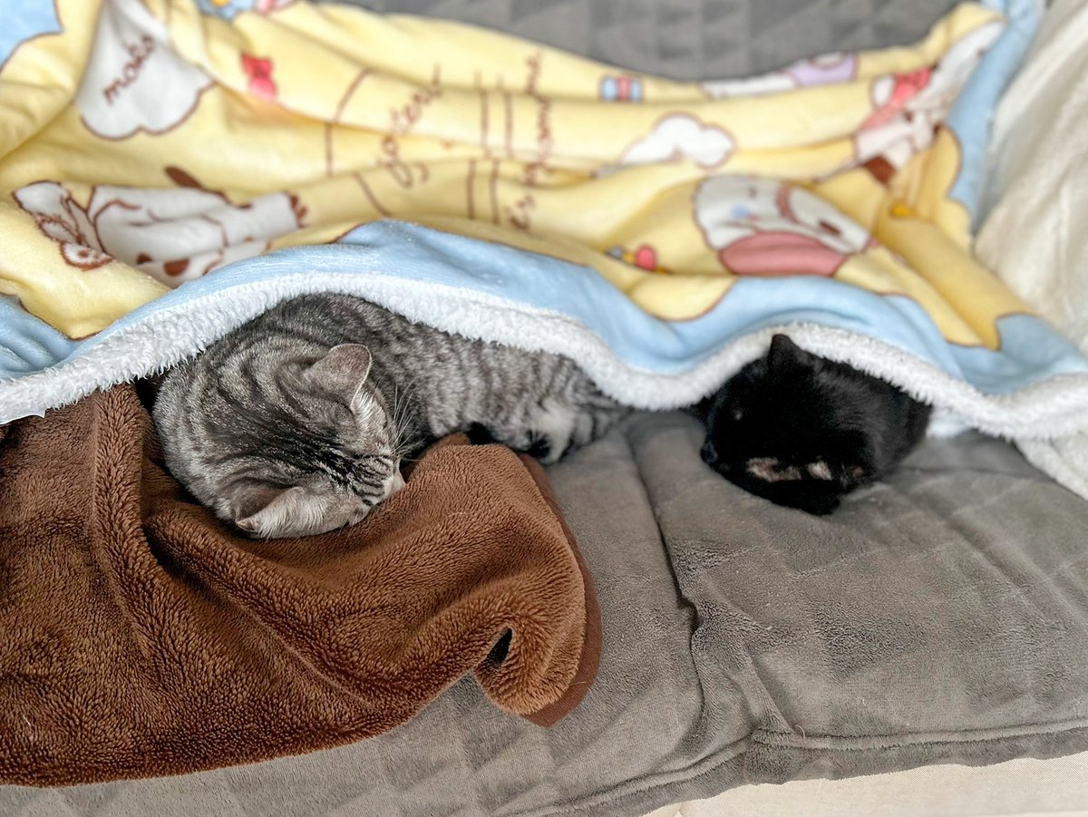 MiAzShiIz's tweet photo. 外は雪で寒いね❄️
ソファーでくつろぐニャンズにブランケットをサービス🐈🐈‍⬛
あたたかいニャ😽💤

#保護猫 https://t.co/MVoNS5mu9O