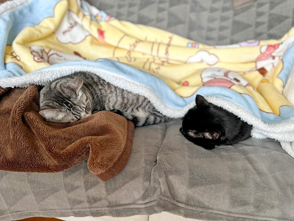 MiAzShiIz's tweet photo. 外は雪で寒いね❄️
ソファーでくつろぐニャンズにブランケットをサービス🐈🐈‍⬛
あたたかいニャ😽💤

#保護猫 https://t.co/MVoNS5mu9O