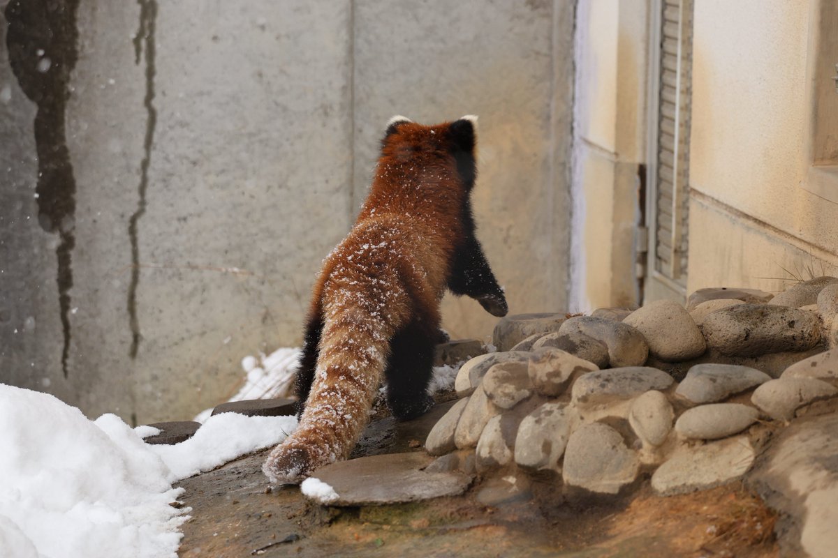 あんここ tweet media