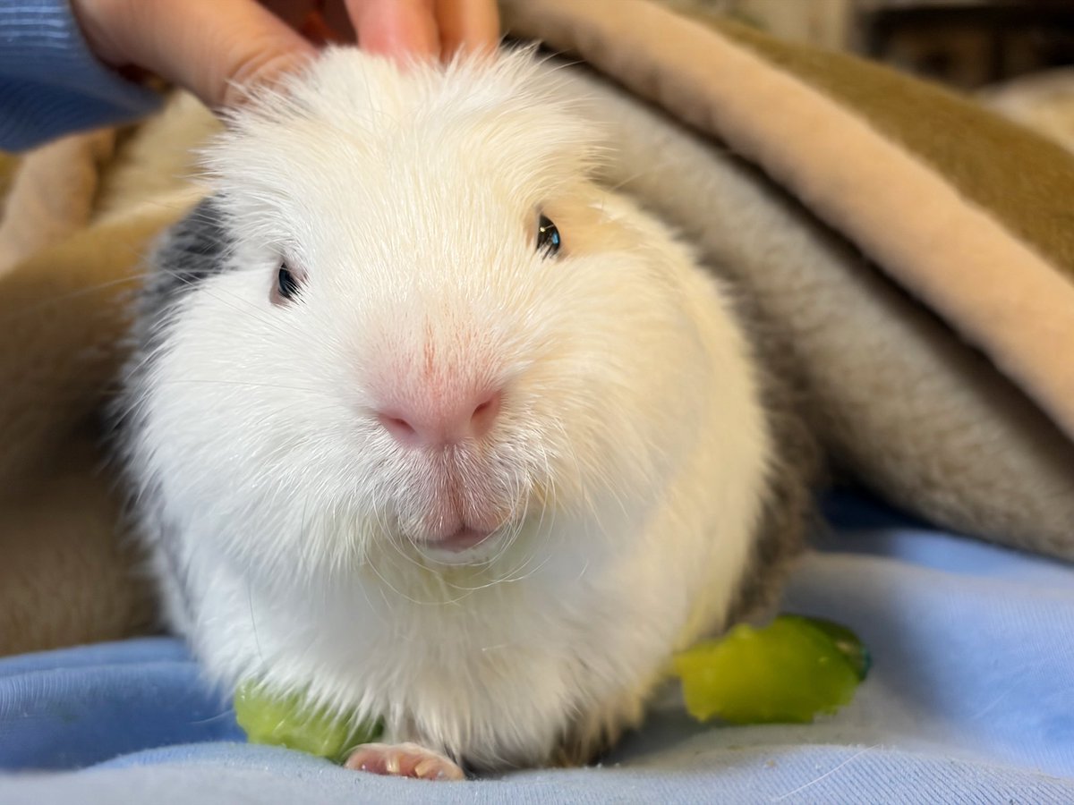 おみみないない

#モルモット
#guineapig
#기니피그