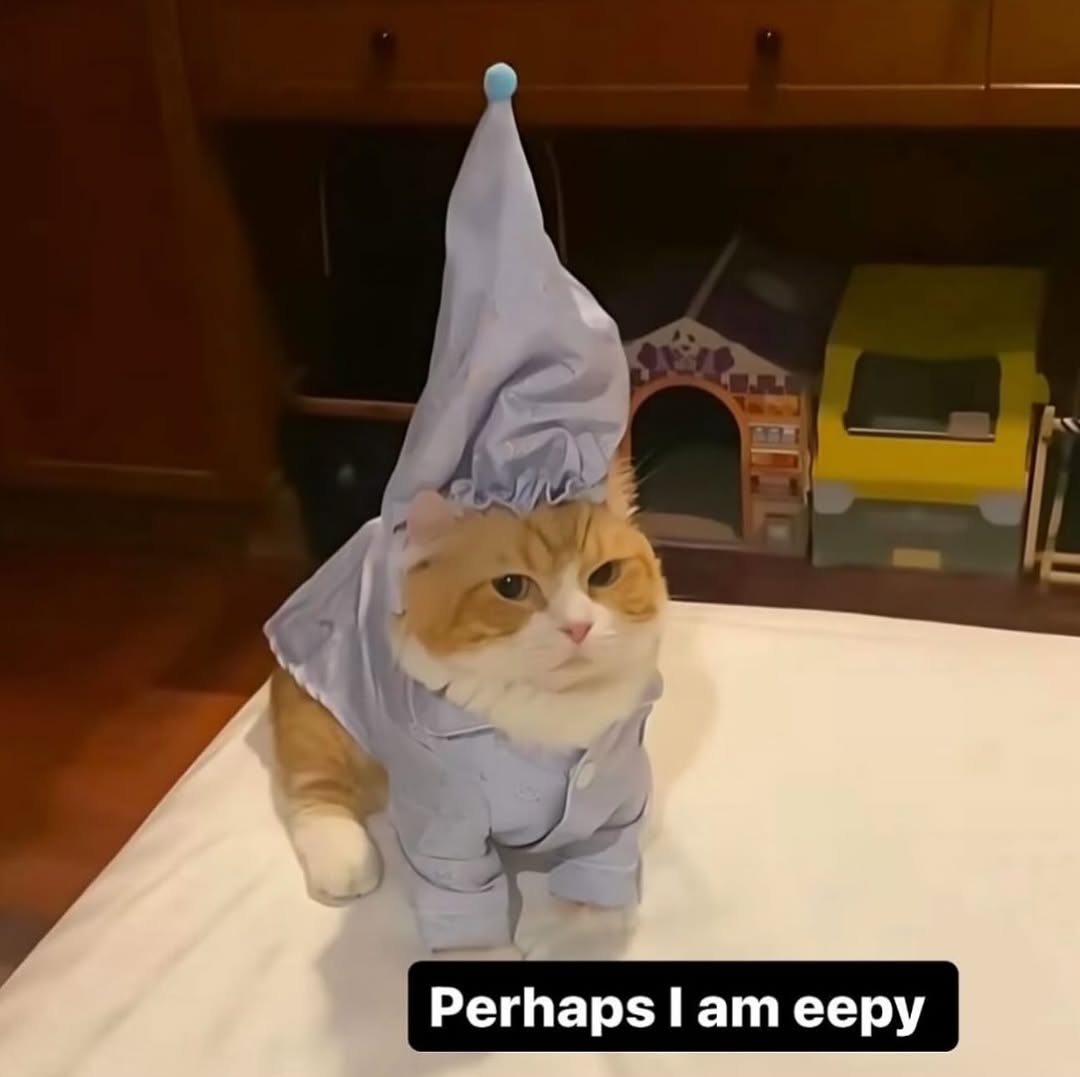 smol silly cat tweet media