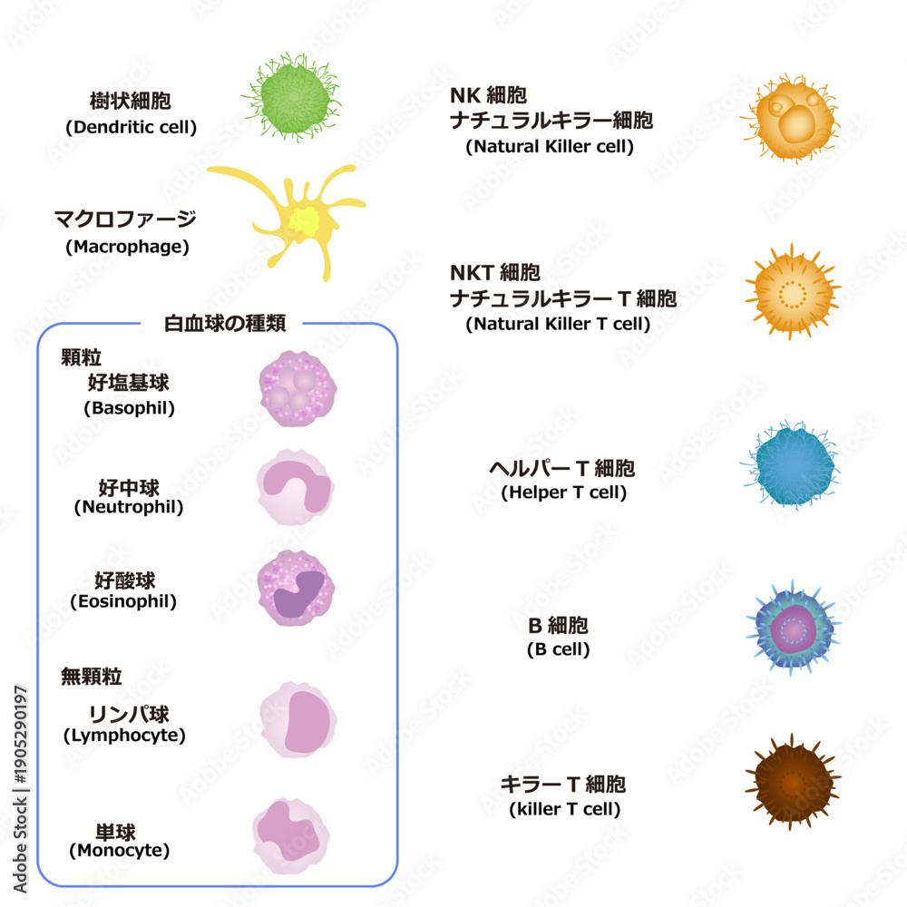 免疫細胞の種類のイラストです。英語名称も入れました。
どうぞよろしくお願いします。
ダウンロード→stock.adobe.com/jp/stock-photo…