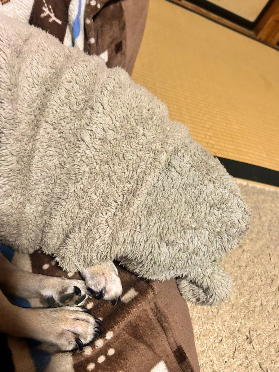 OFUKU_Happy's tweet photo. まるまるおふくとまっすぐはっぴー🐶💤  #パグ  #ペキニーズ https://t.co/p4jUQzRCuF