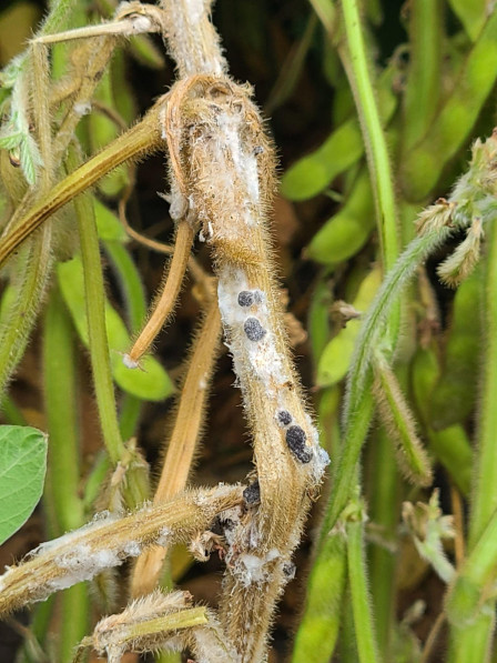 Crop Protection Network tweet media