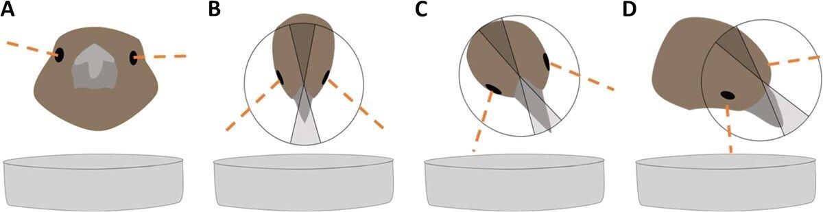 ConservationPhysiology tweet media