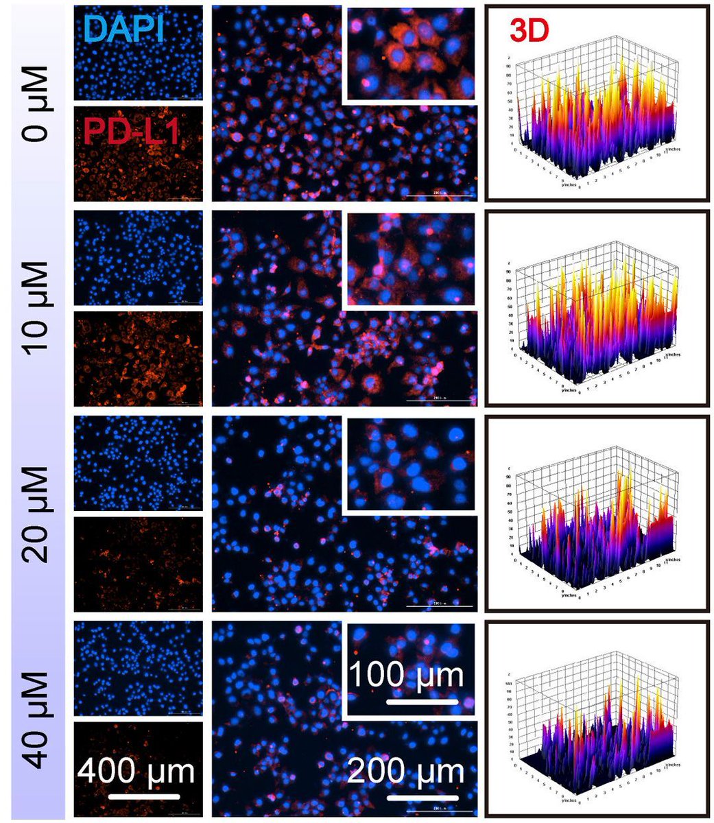 jclinicalinvest's tweet image. Proanthocyanidins are #flavonoid #antioxidants found in many fruits and vegetables.

Here, Sanhong Liu &amp;amp; team report proanthocyanidins promote PD-L1 degradation via E3 ubiquitin ligase SYVN1 to enhance antitumor immunity in preclinical models of lung and colorectal cancer: