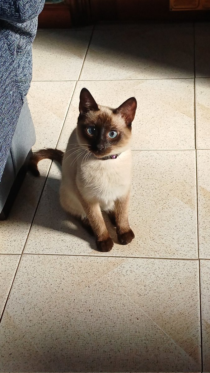 Mi preciosa Lunita🌙🐾❤️ cumple hoy 6 meses y no puedo estar más feliz de tenerla a mi lado 🥰 Me encanta cuidarla, mimarla y estar con ella cada día. La quiero muchísimo y aunque crezca siempre será mi bebé 🥹