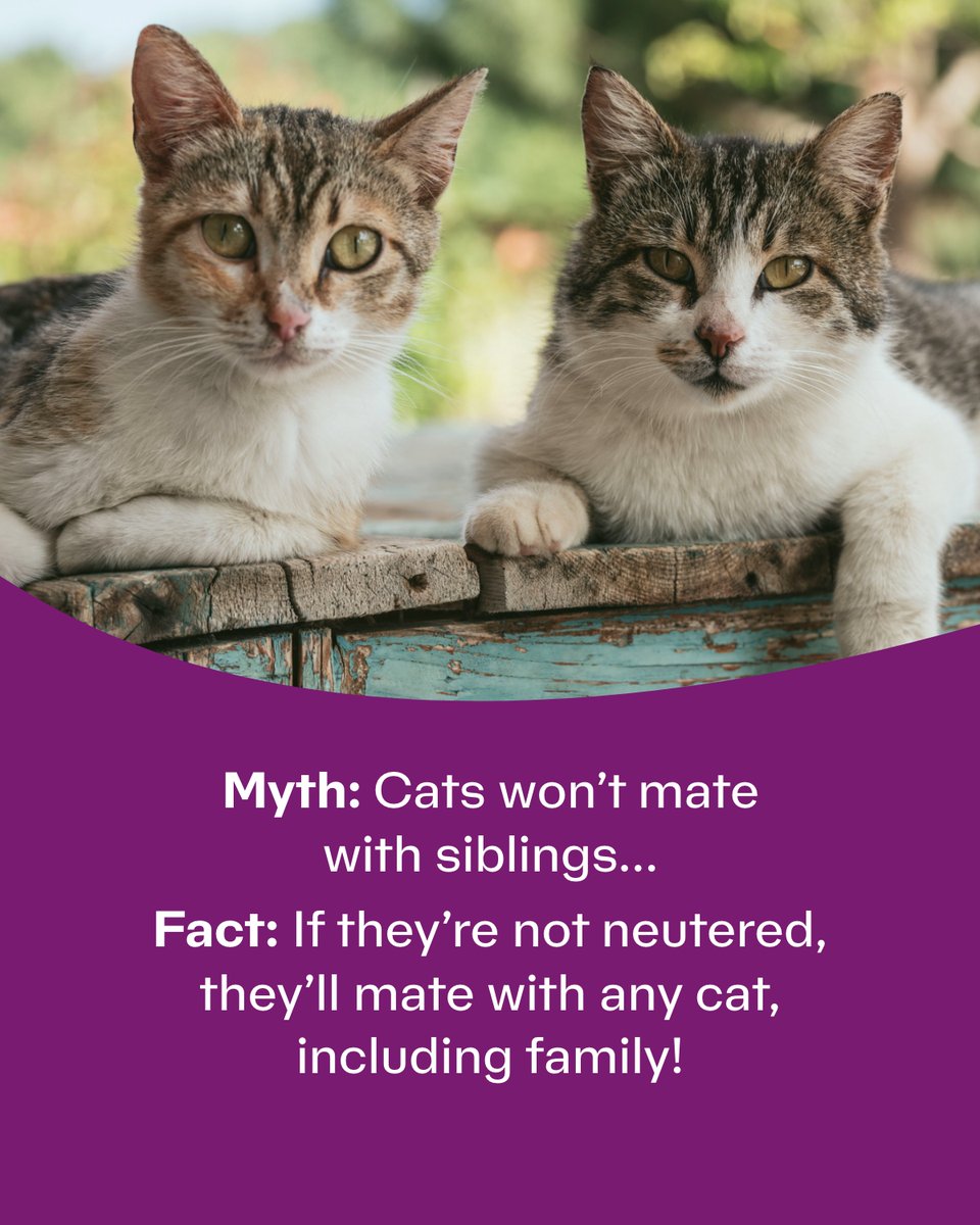 Cats Protection Cardiff - Cats Protection Caerdydd tweet media