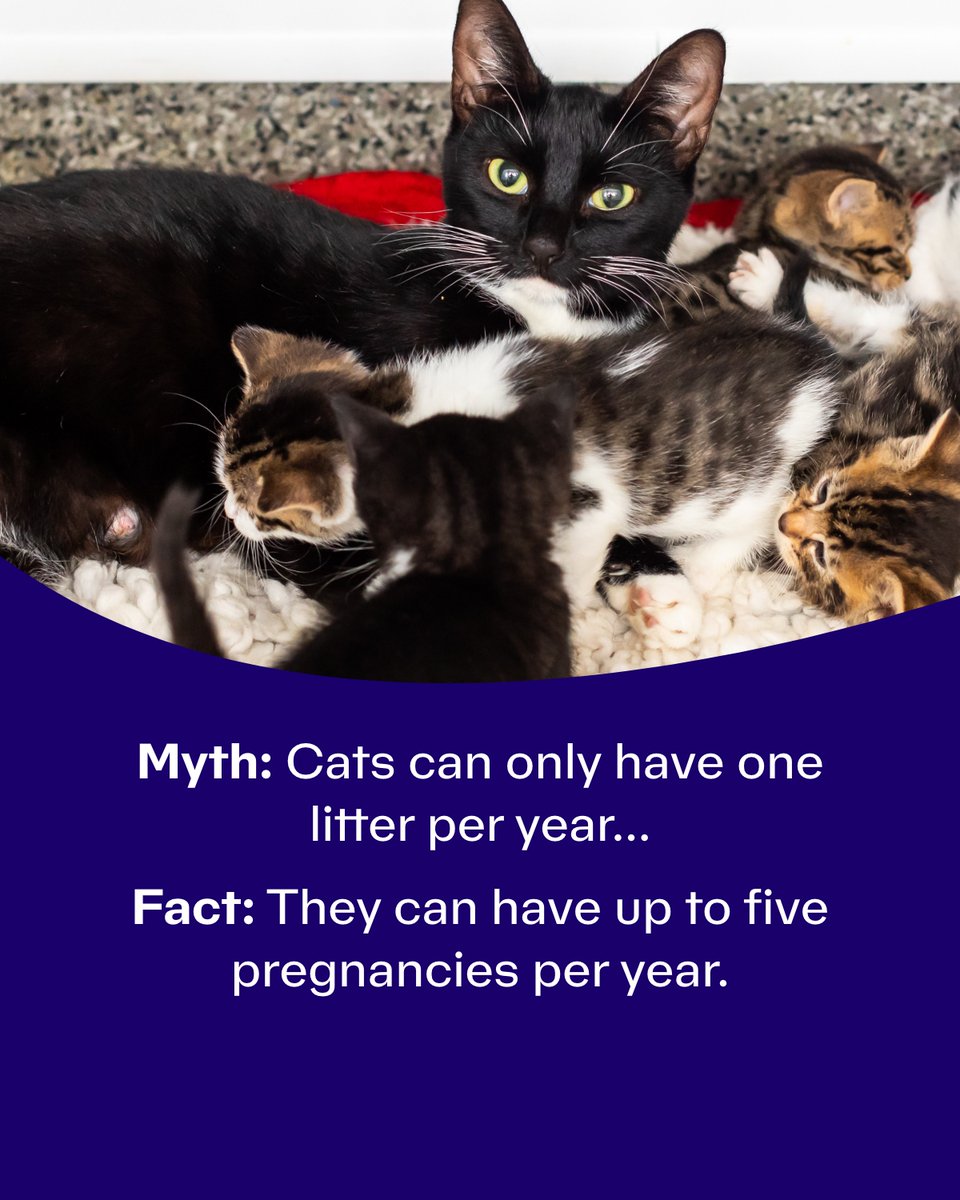 Cats Protection Cardiff - Cats Protection Caerdydd tweet media