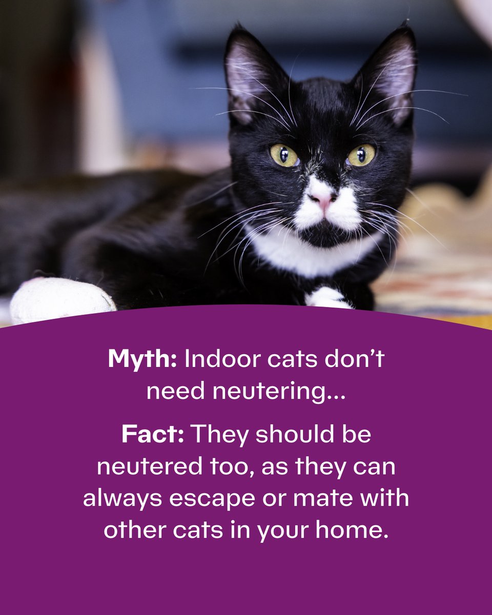 Cats Protection Cardiff - Cats Protection Caerdydd tweet media