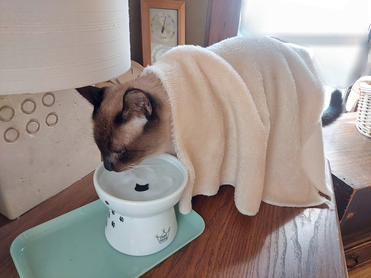 寒くなると現れる「掛けられた毛布を被ったまま移動する猫ちゃん」の撮影に成功しました😆

#ねこかわいいね
#すぐ取れちゃうから撮影困難
#動画を撮れなくて残念
#お水をちゃんと飲んでエライ！
#保護猫を家族に #シャムミックス