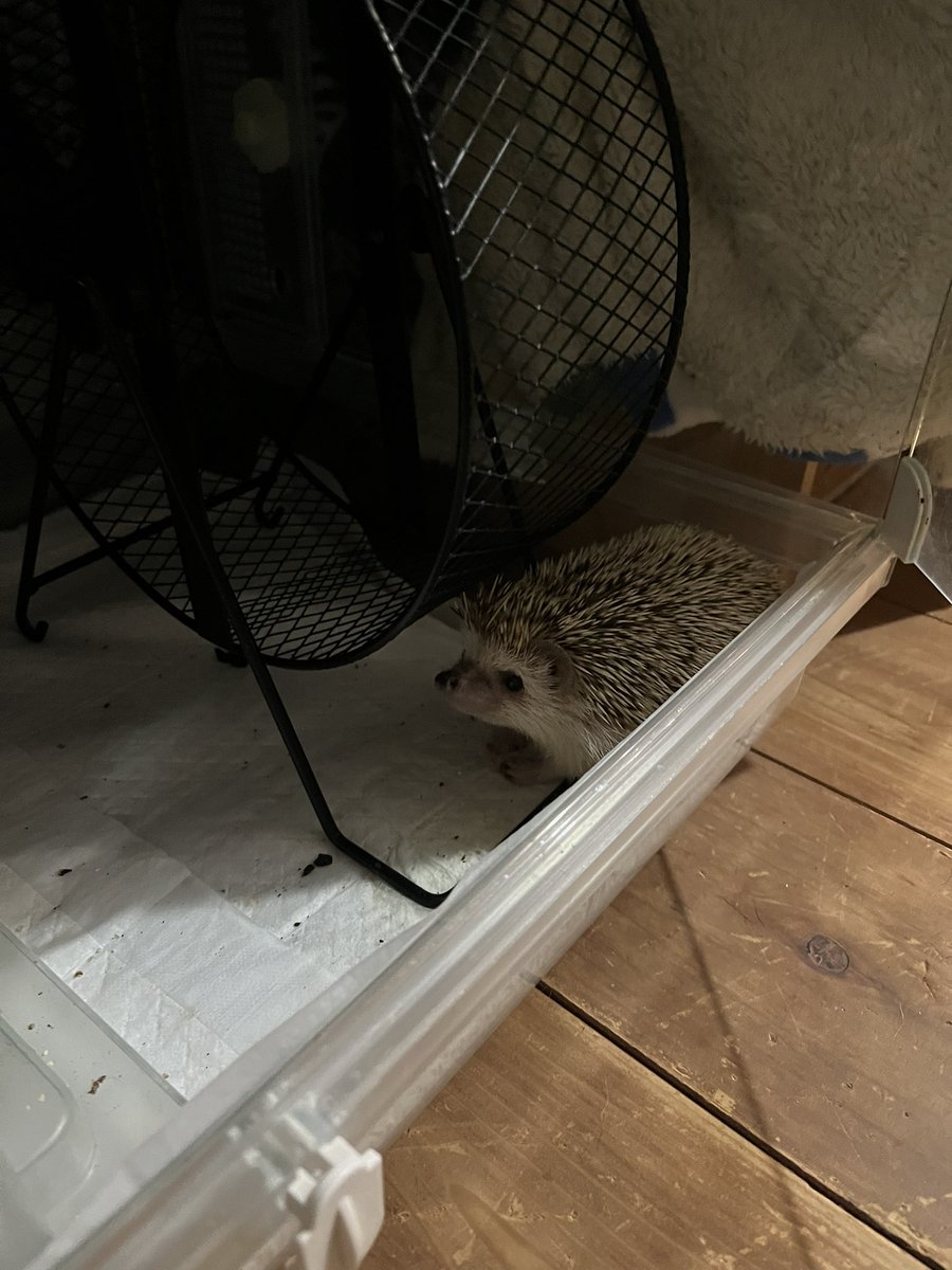 皆の衆、おつびー🦔

びーちゃま…煉獄さんみたいな…寝癖ついてる🔥

 #ハリネズミ #はりねずみ #はりゔぉー #hedgehog