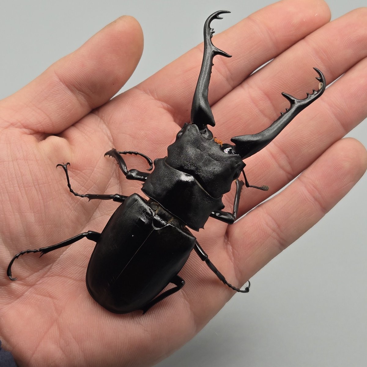 カブクワオタク かぶぶくわわ (@mushi_lowkun) / Posts / X