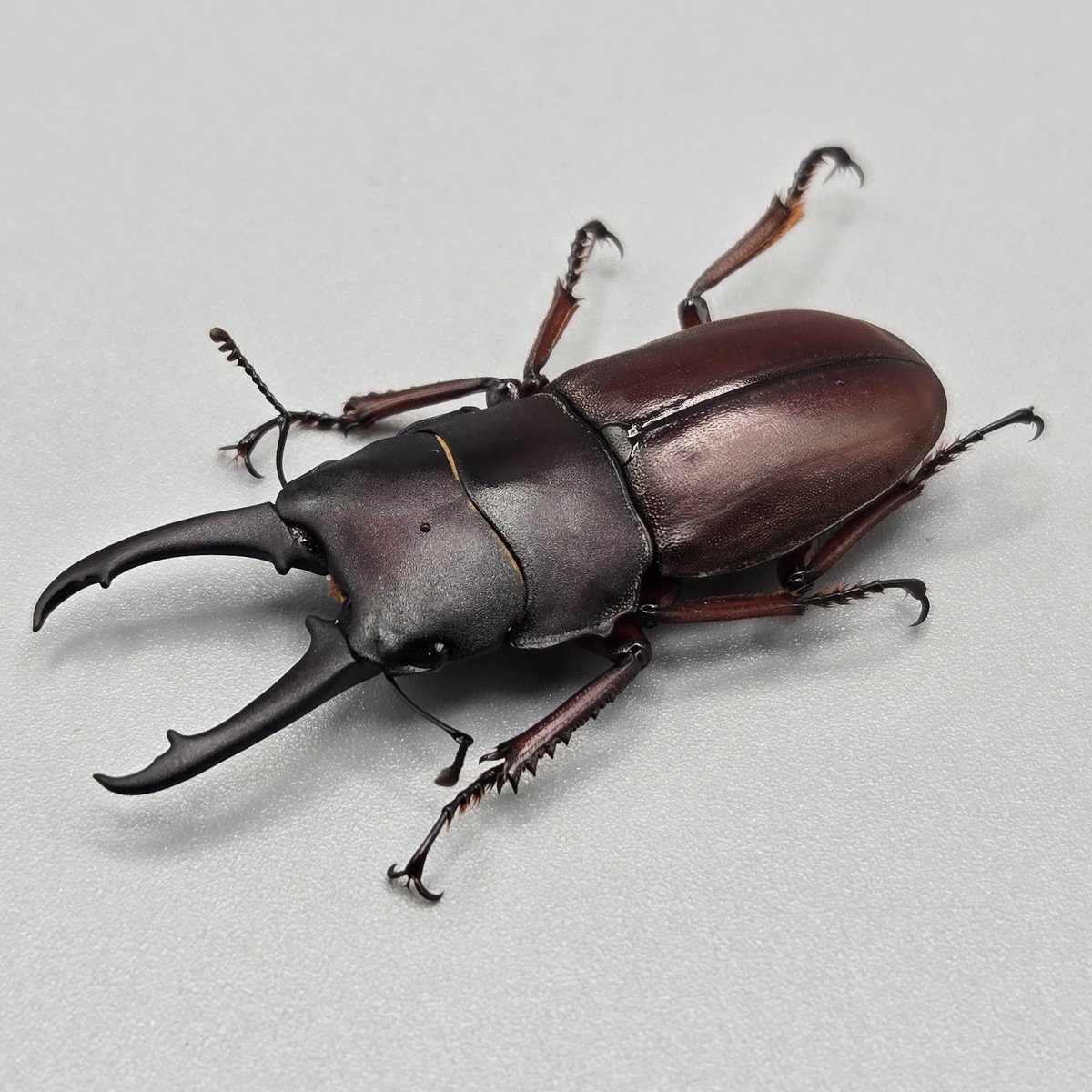 カブクワオタク かぶぶくわわ (@mushi_lowkun) / Posts / X