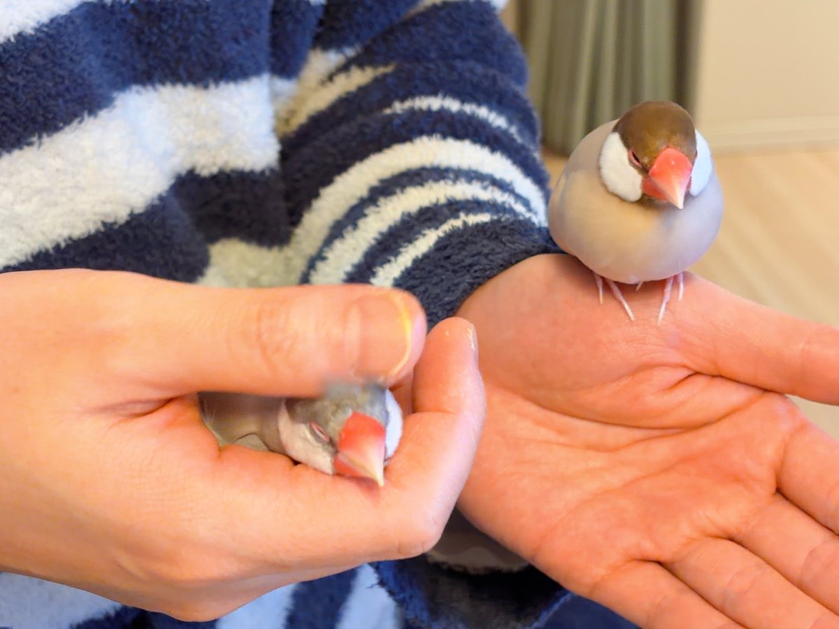 esutorizu's tweet image. 