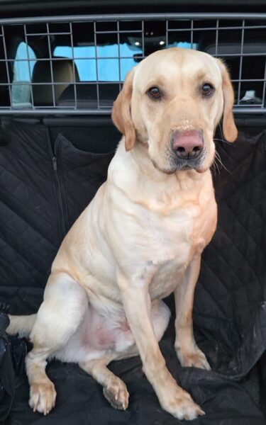 #k9hour
Boycie 2 yr old Labrador, he's a handsome friendly boy 
who is being assessed, more info/adopt him from 
<a href="/AnimalsInNeedUK/">Animals in Need UK</a>