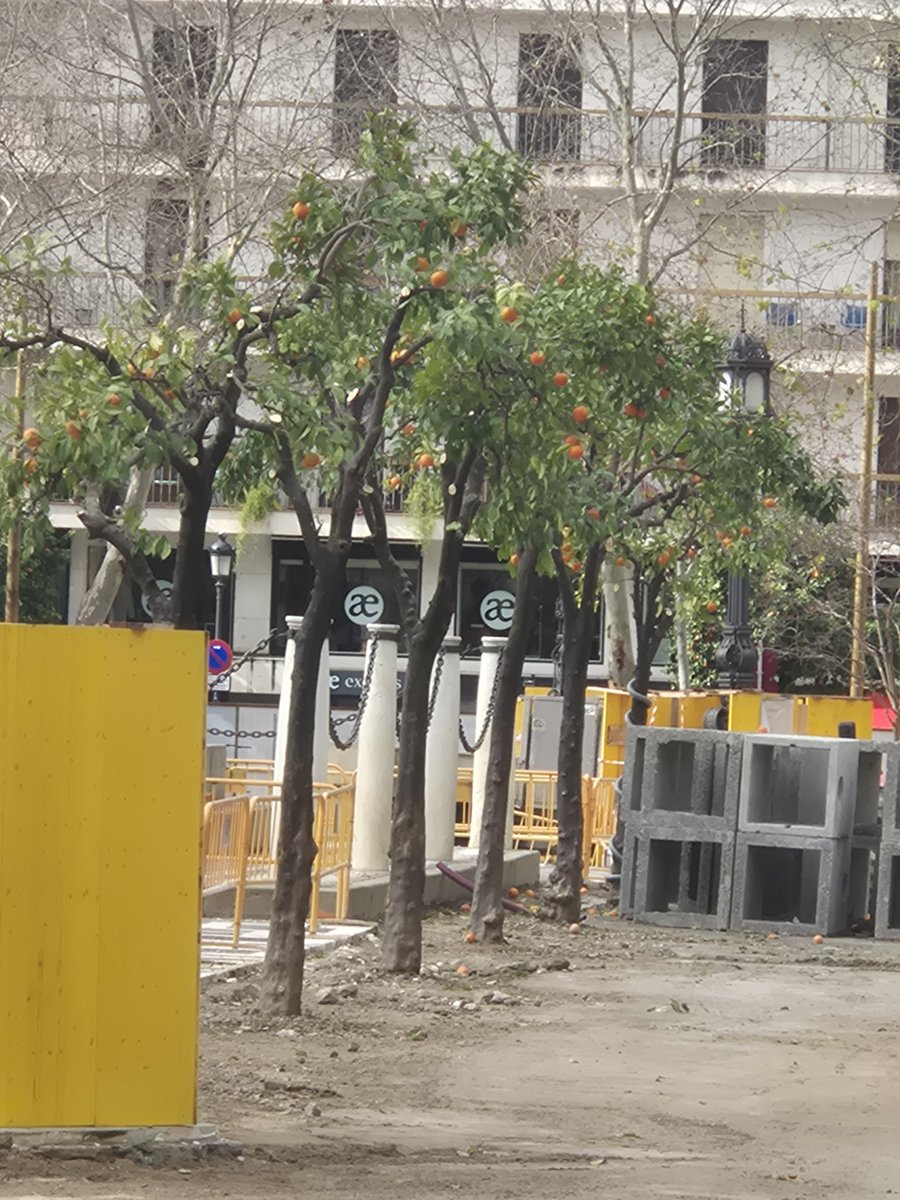 En la Plaza Nueva de #Sevilla, el “gran proyecto” innecesario de Sanz (más de 4 millones €) ya tiene su primer resultado: cortar los naranjos. 🌳✂️
Ese es el arreglo: gastar millones para cargarse lo verde. 
Inversión en los barrios 0€. 🍊