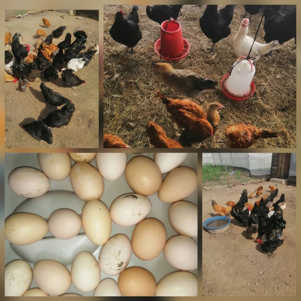 Network of Women-Led Community Based Organisations tweet media