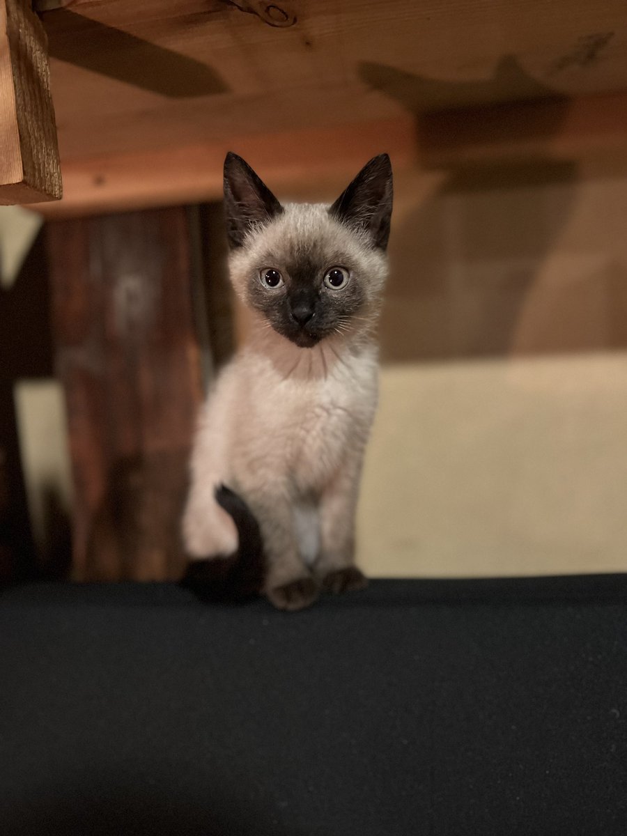 ただいま！

誕生日月なので、幼少期の写真で🐈‍⬛
美男すぎる