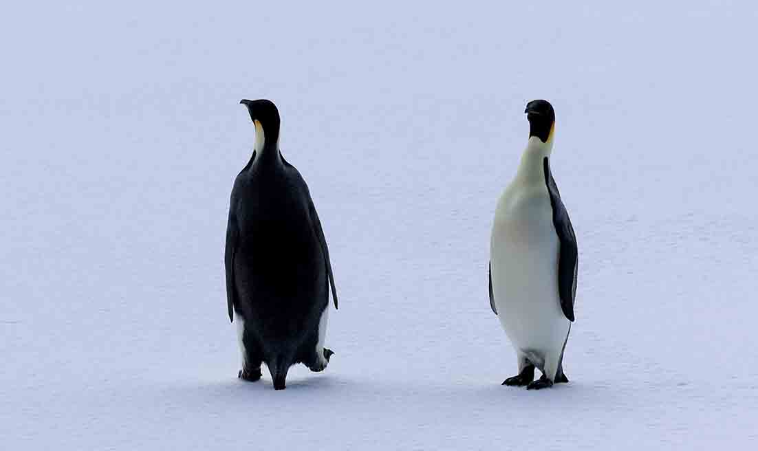 ペンギン」トピック (@penguin1topi) / Posts / X