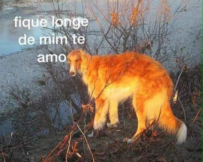 perfil dedicado a gatinhos e peitos tweet media