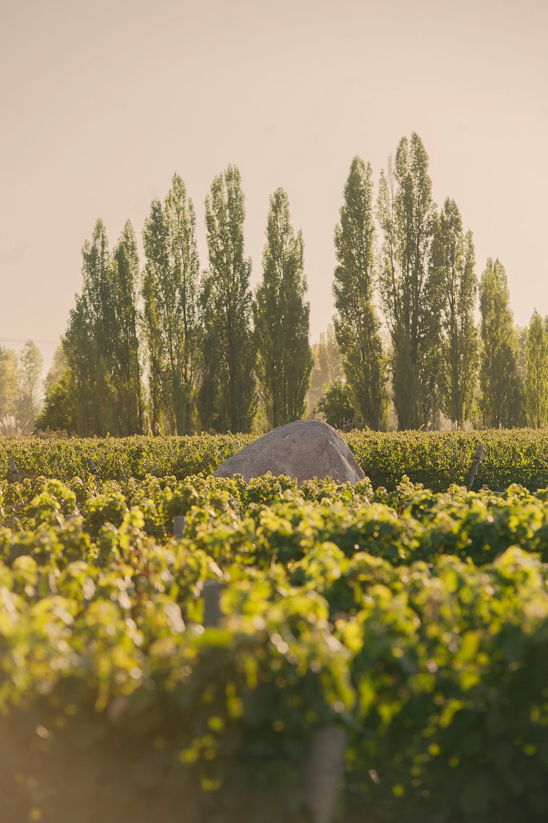 Zuccardi ValleDeUco tweet media