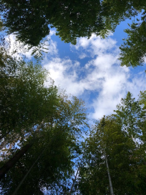 rkbrock's tweet photo. 第489章の #ディアブロ文学塾 は
地球最後のお父ちゃん さんの「竹林」でした
Teach Me Tonight／She&amp;Him
My God Is Real／#ジョニー・キャッシュ
Treaty／#レナード・コーエン

竹林って怖い時あるよね！サワサワサワ〜

#東山彰良 #山本真理子 #小説を書いてみる https://t.co/vpwn27906A