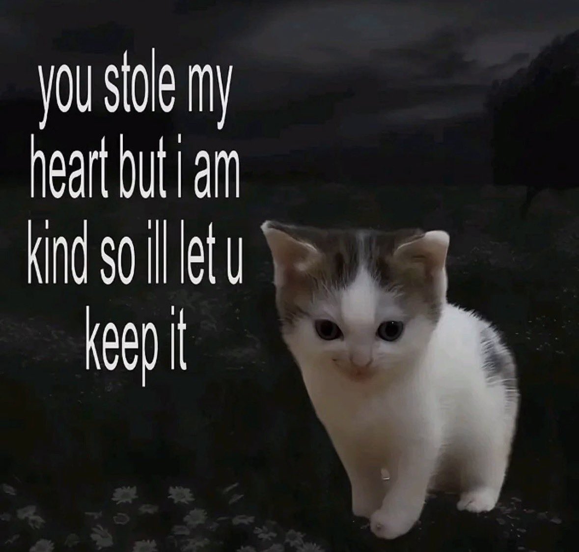 LiterallyMeCats tweet media