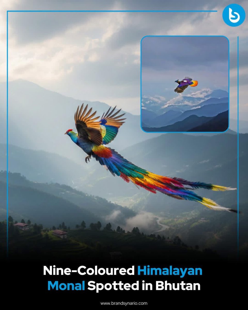 A rare male Himalayan monal was seen flying over Bhutan, showcasing its iridescent feathers with shades of blue, green, purple, gold, and orange. 

Found in high-altitude regions of Nepal, India, Bhutan, and Tibet, the species is Nepal’s national bird and is known for its loud