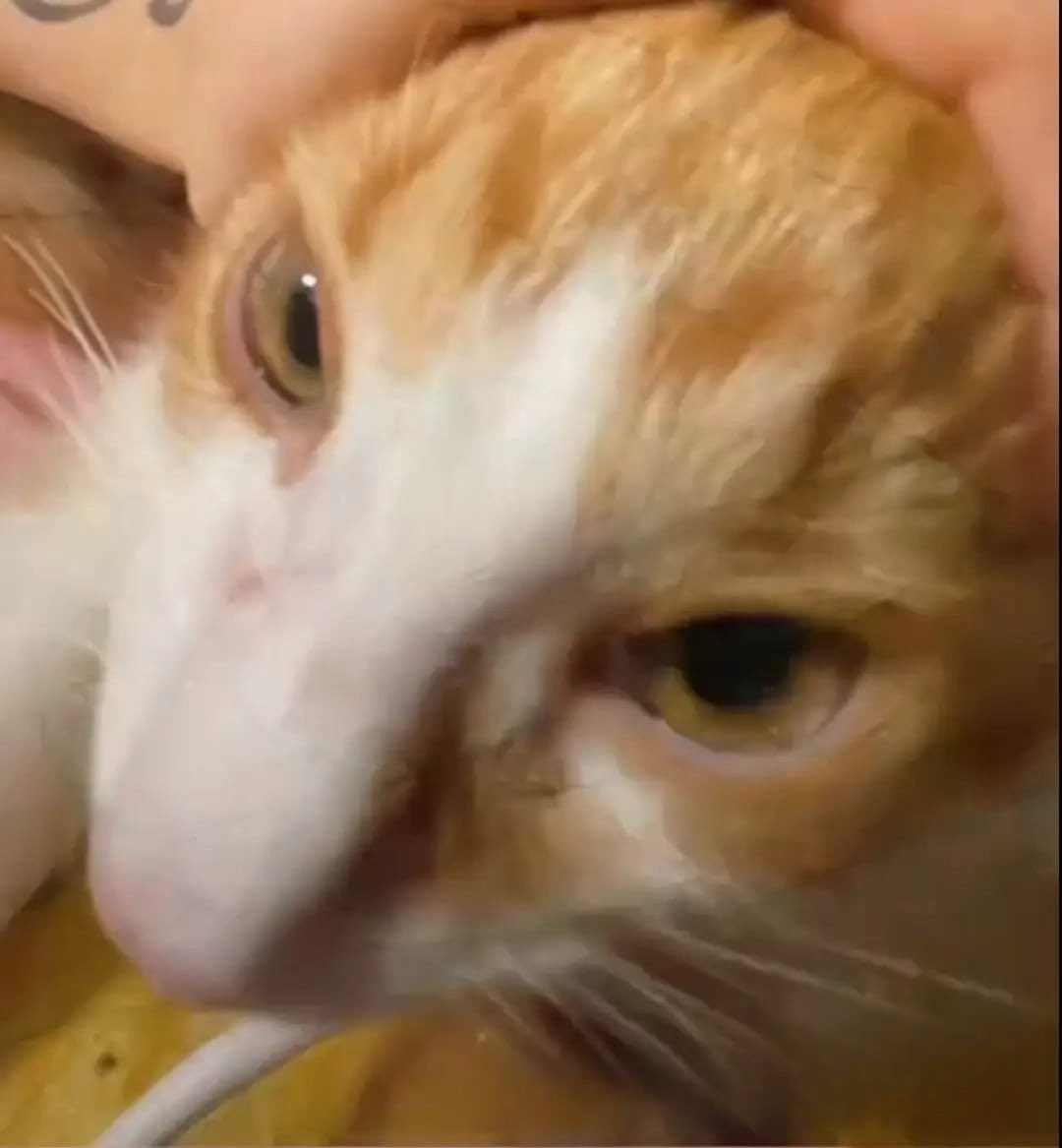 Sam 𓂀 tweet media