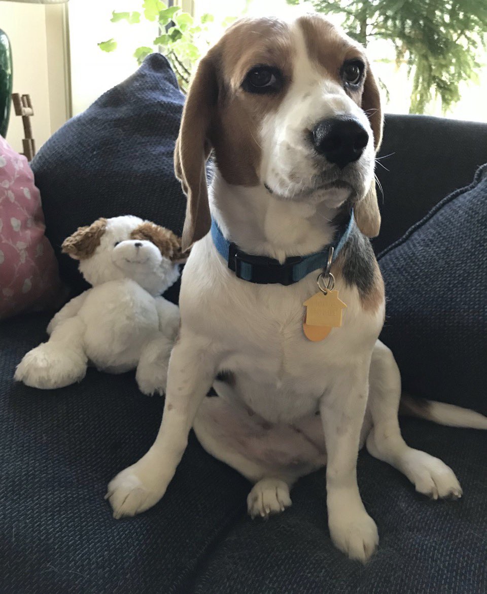 Winnie, Goldie & 🌈🐶 Pip da Beagle tweet media