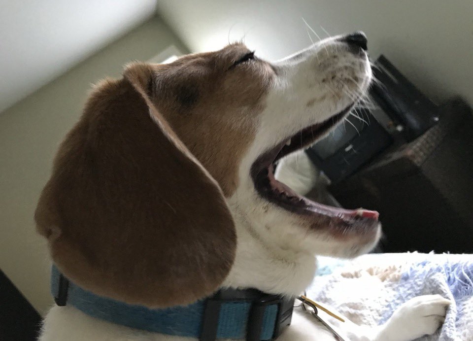 Winnie, Goldie & 🌈🐶 Pip da Beagle tweet media