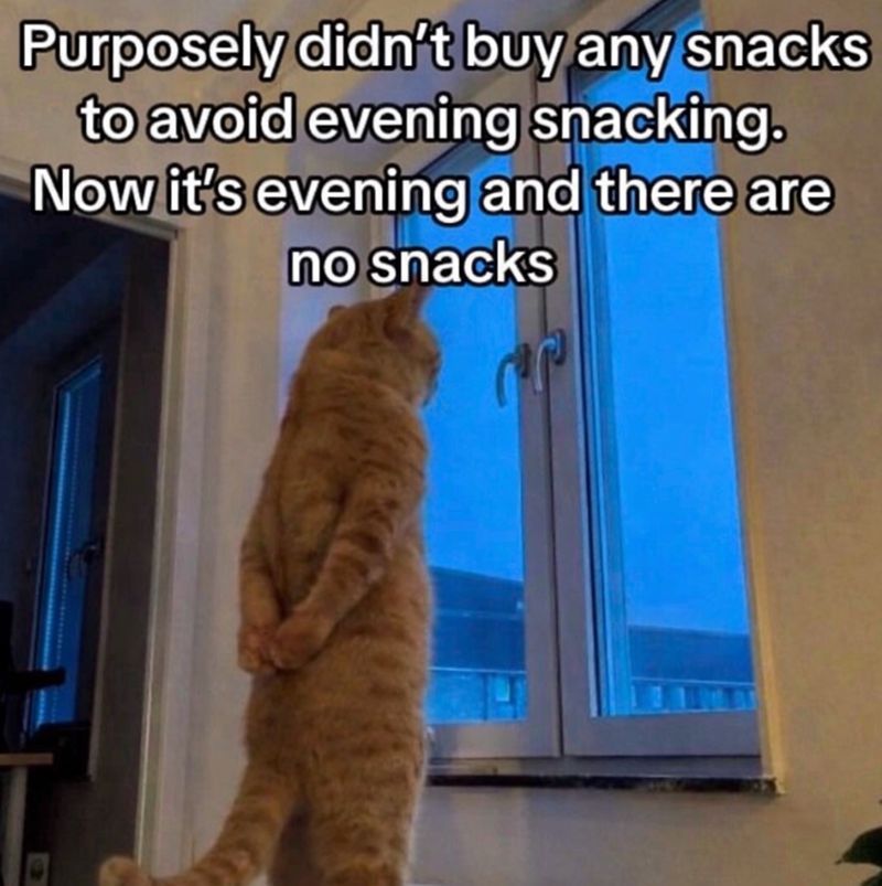 Tweets Of Cats (@tweetsofcats) on Twitter photo 