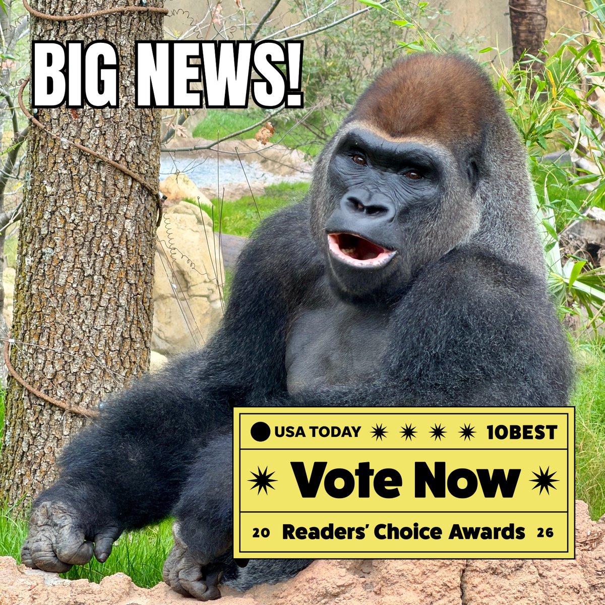 Big news! We’ve been nominated for the USA TODAY 10BEST Readers’ Choice Award for Best Zoo! In addition to the Best Zoo nomination, we also earned nominations for Best Zoo Exhibit (Flamingo Mingle) and Best Zoo Membership.

Help us win by voting daily at ow.ly/RUXU50YbQel!