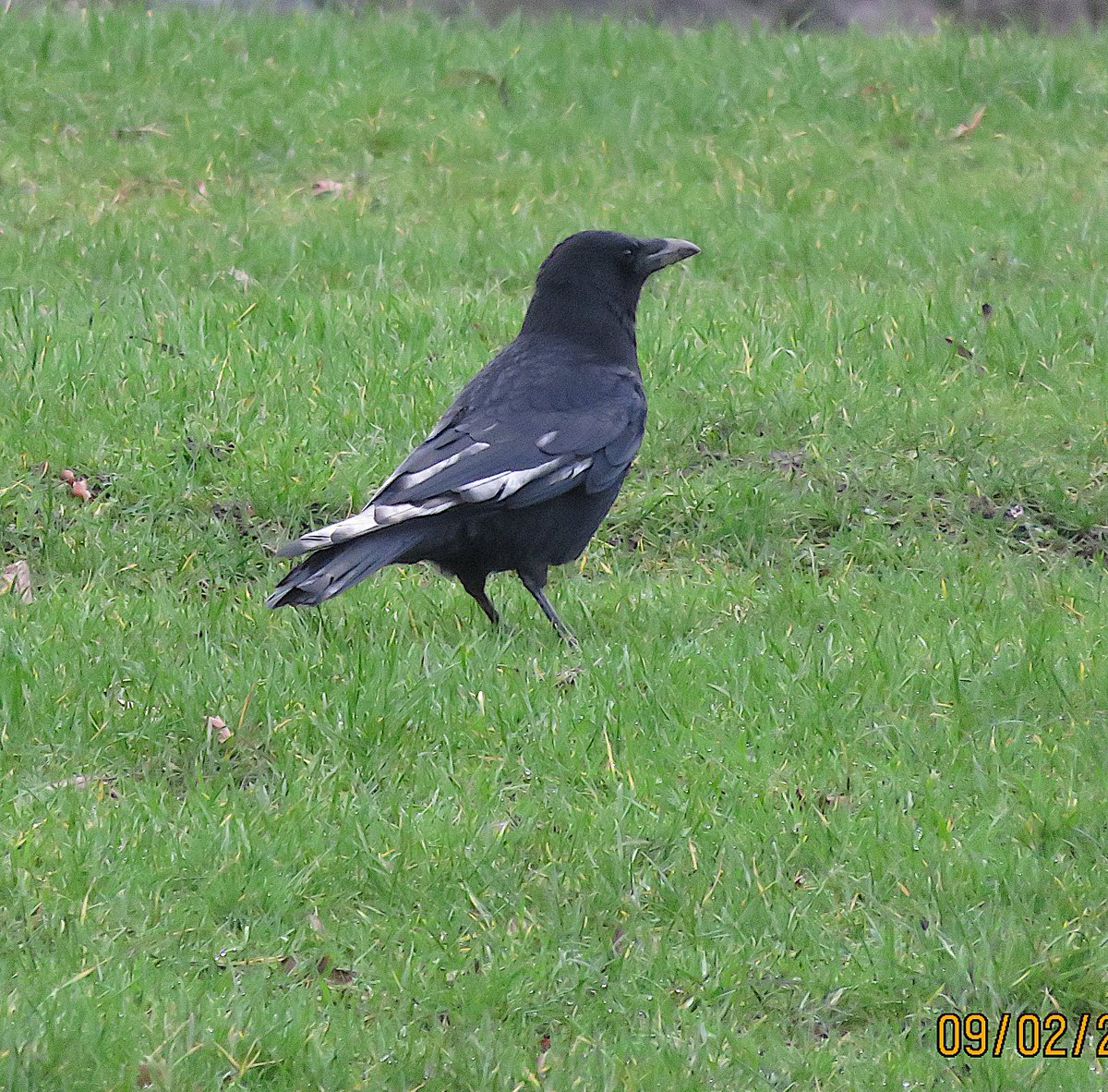 DrawingInDark's tweet image. Went to see my mates in the park today as it finally stopped raining. Unfortunately there's a few showing feather damage from eating junk - this is one of the things I'm wanting to raise awareness about with the book project.