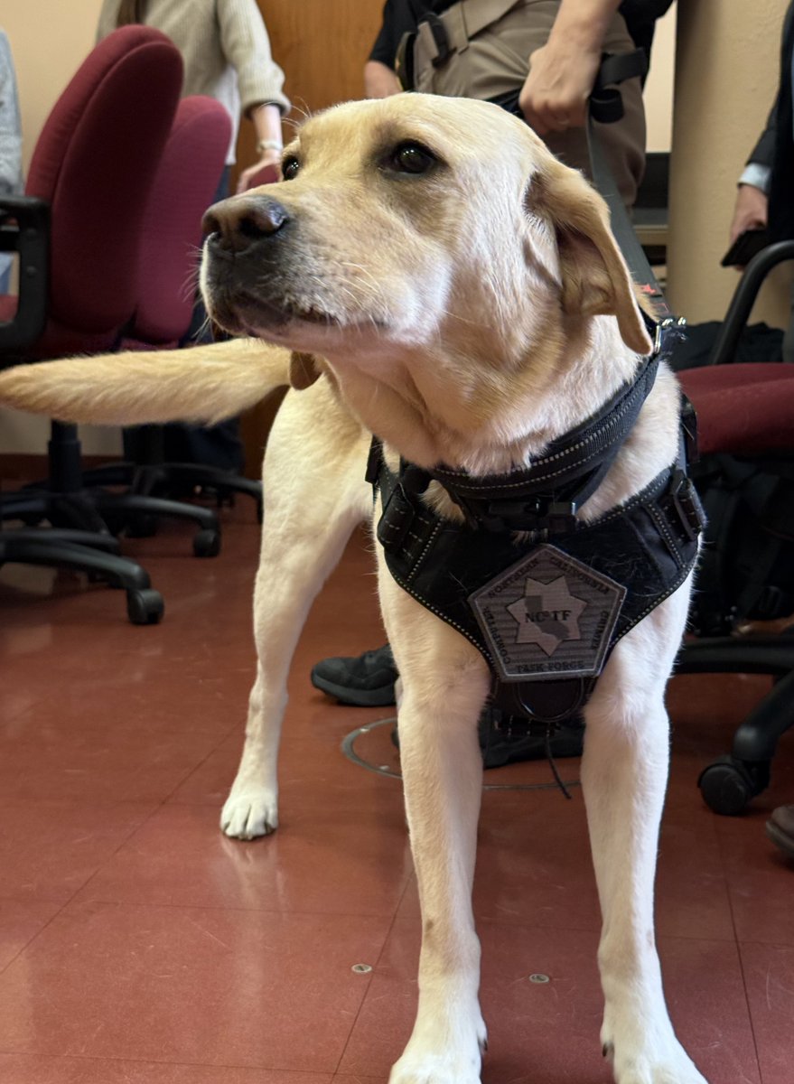 Our office used to have one very special dog helping victims feel safe and supported — Cinderella. Now she’s got backup. Meet Pixel, our newest service dog and a total pro at sniffing out digital evidence.

On her very first operation, Pixel located 16 devices connected to