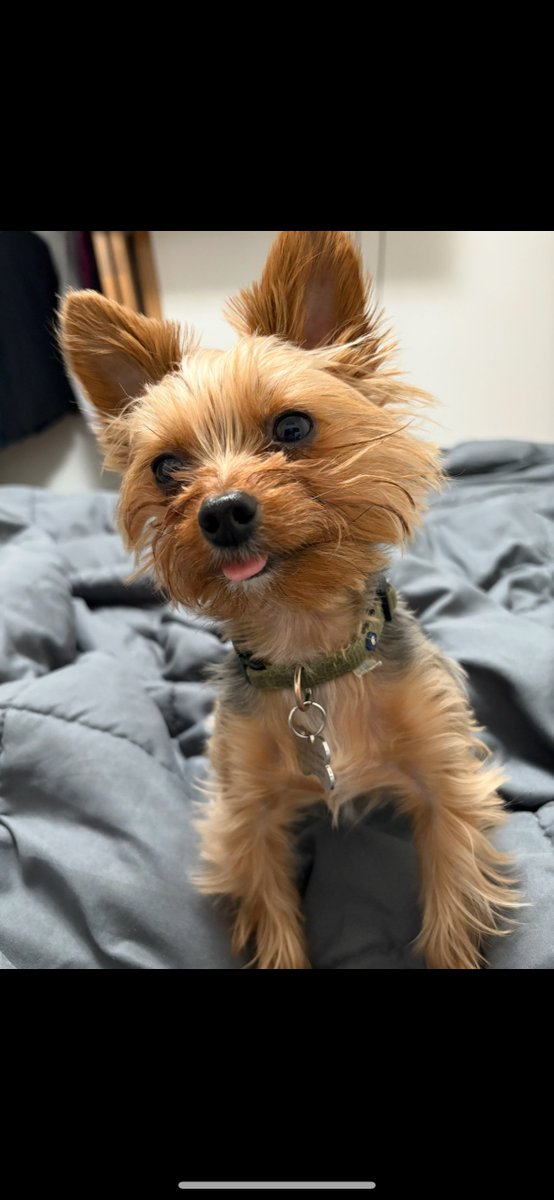 🚨LOST DOG🚨
Tuck is an altered, 4-7yr. old, male Yorkshire Terrier that was last seen on David Dr and Dickerson Dr in Winnebago, IL on 12/25/2025. 
👉Please call Courtney at (815) 262-5813 with any information.